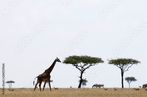 Masai Giraffe (Giraffa camelopardalis), Masai Mara, Kenya © Sergio Pitamitz/Danita Delimont