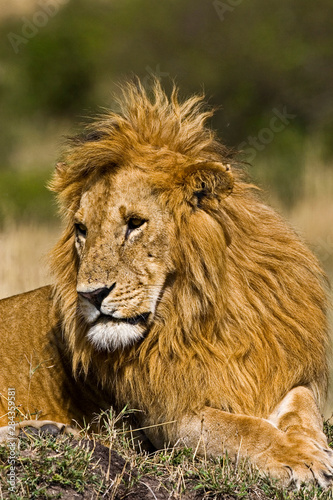 A lion sitting the high grass of the Maasai Mara.  © Joe Restuccia III/Danita Delimont