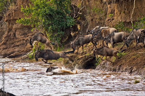 Crossing of the Mara River Wildebeest, migrating in the Maasai Mara Kenya. 