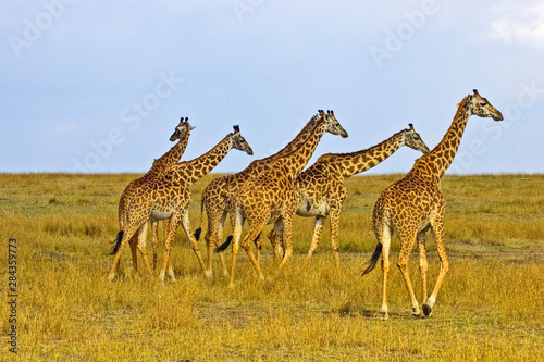 Fototapeta Naklejka Na Ścianę i Meble -  Maasai Giraffes roaming across the Maasai Mara Kenya. 