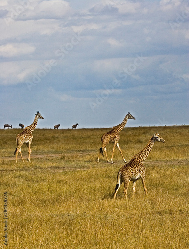 Maasai Giraffes roaming across the Maasai Mara Kenya. 