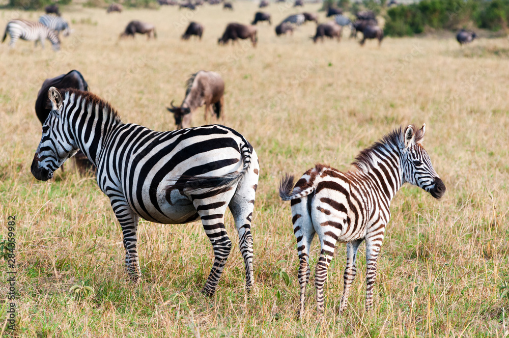 Obraz premium Common zebra (Burchell's zebra) (Equus burchellii), Maasai Mara National Reserve, Kenya.