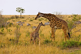 Maasai Giraffes roaming across the Maasai Mara Kenya. 