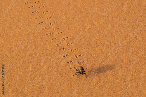 Morocco  Sahara. Dung beetle   Scarabaeus sacer  walks across sand leaving tracks.