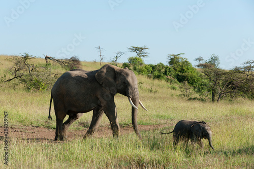 African Elephant (Loxodonta africana), Masai Mara, Kenya