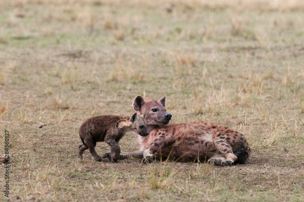 Spotted Hyaena (Crocuta Crocuta), Masai Mara, Kenya. Spotted Hyaena (Crocuta Crocuta), Masai Mara, Kenya.