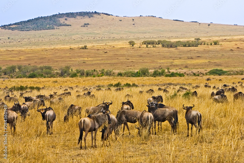 Crossing of the Mara River by Wildebeest, migrating in the Maasai Mara Kenya. Crossing of the Mara River by Wildebeest, migrating in the Maasai Mara Kenya.