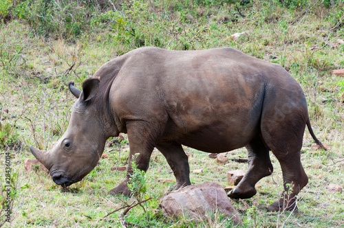 White rhinoceros (rhino), Ceratotherium simum, Maasai Mara National Reserve, Kenya.