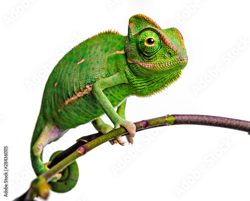 Photo green chameleon - Chamaeleo calyptratus
