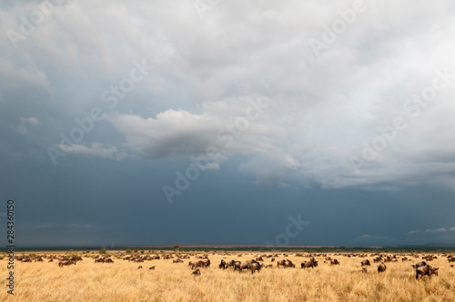 Wildebeest (Connochaetes taurinus), Masai Mara, Kenya.
