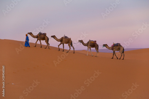Africa, Morocco, Tafilalet, Erfoud, Merzouga, Erg Chebbi, Dromedary (Camelus dromedarius) camels and caravan being led through desert by Tuareg men, on the Erg Chebbi Dunes (up to 400 feet in height).