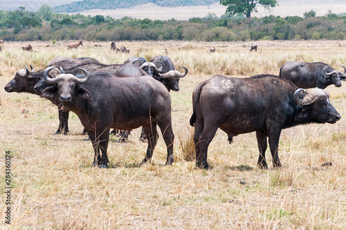 African buffalo (Syncerus caffer), Maasai Mara National Reserve, Kenya.