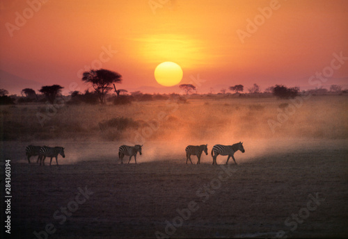 Africa, Kenya, Amboseli NP. Zebra walk to the watering hole as the sun sets in Amboseli National Park, Kenya.