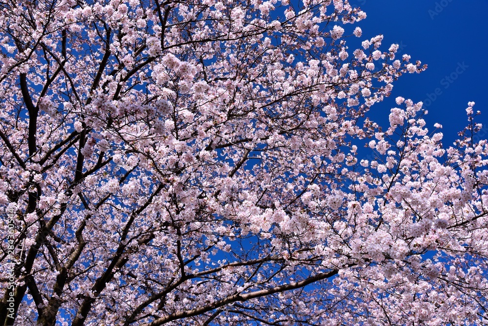 恩田川の桜