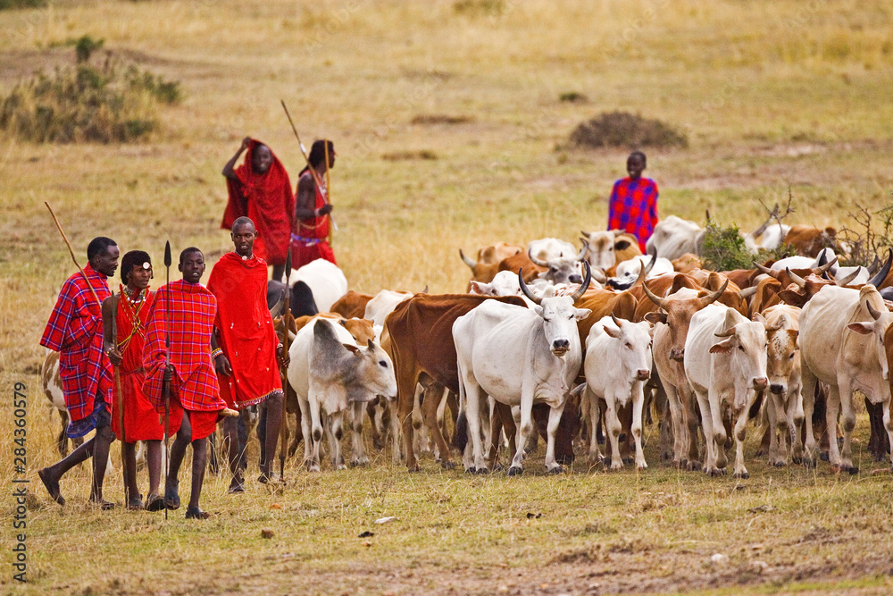 The Maasai people are driving their cattle in the Maasai Mara Kenya.  - obrazy, fototapety, plakaty 