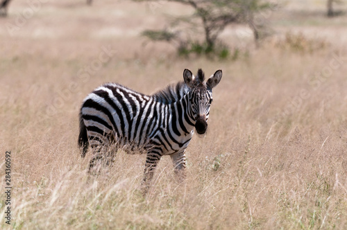 Fototapeta Naklejka Na Ścianę i Meble -  Common Zebra (Equus quagga), Samburu, Kenya