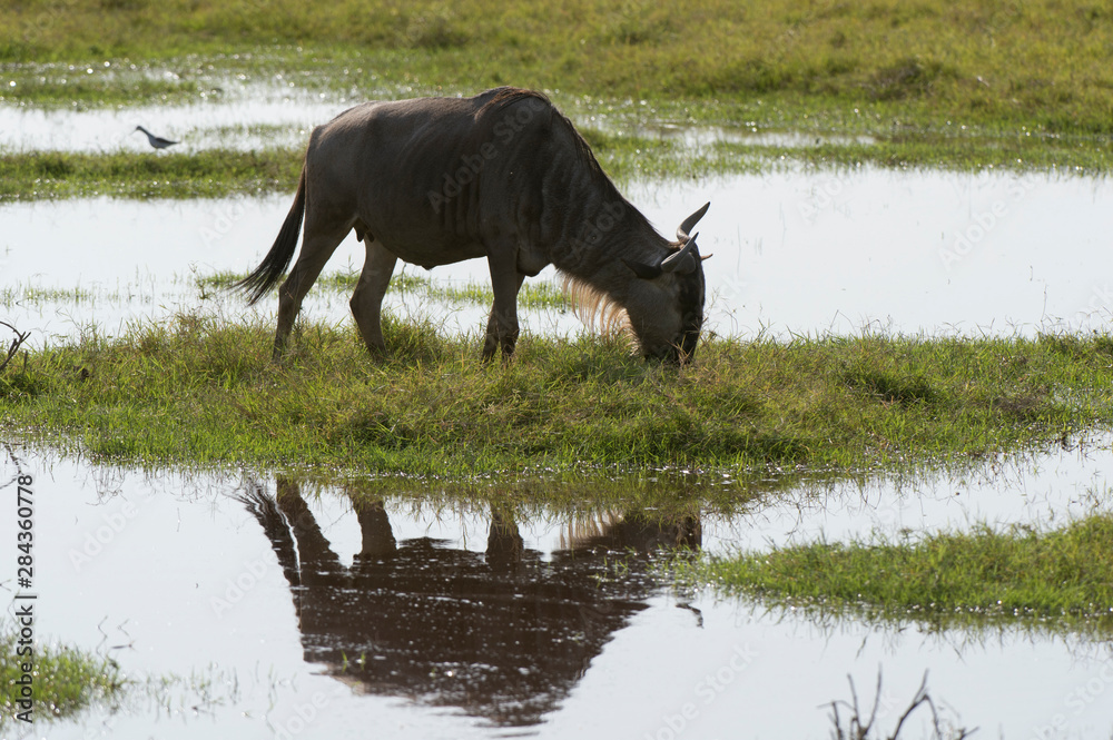 Wildebeest (Connochaetes taurinus), Amboseli National Park, Kenya. Wildebeest (Connochaetes taurinus), Amboseli National Park, Kenya.