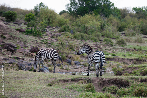 Plains zebra  Equus quagga   Masai Mara  Kenya.