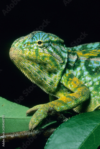 Jewel Chameleon, (Furcifer lateralis), Central Madagascar.