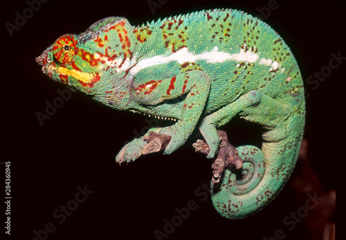 Panther Chameleon (Furcifer pardalis) Madagascar, Africa © Stuart Westmorland/Danita Delimont