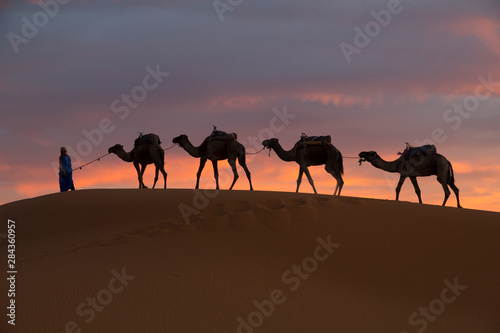 Africa  Morocco  Tafilalet  Erfoud  Merzouga  Erg Chebbi  Dromedary  Camelus dromedarius  camels and caravan being led through desert by Tuareg man  on the Erg Chebbi Dunes  up to 400 feet in height .