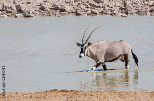 Africa, Namibia, Etosha National Park. Oryx wading in waterhole.