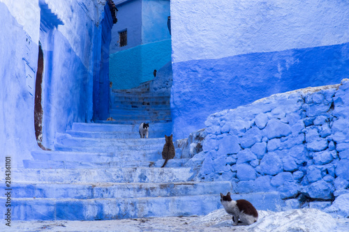 Morocco, Chefchaouen. Cats sit along the winding steps of an alley. © Brenda Tharp/Danita Delimont