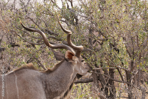 Great Kudu   Tragelaphus strepsiceros   nibbles on a shrub in eastern Etosha National Park  Namibia  Africa.