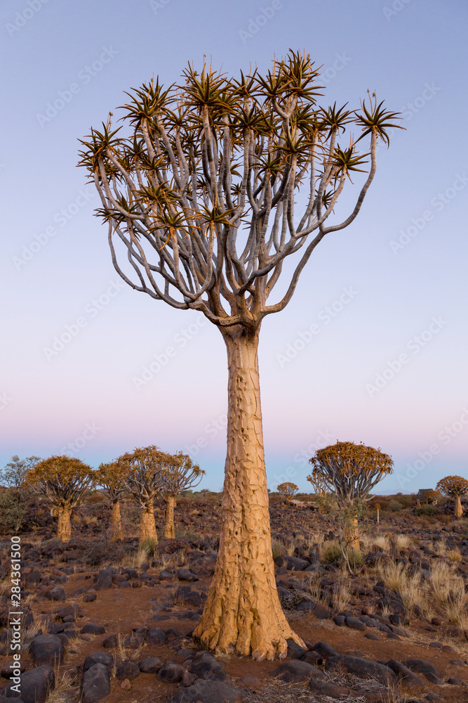Africa, Namibia, Keetmanshoop. Landscape of Quiver tree Forest. Wendy Kaveney / Jaynes Gallery / DanitaDelimont.com Africa, Namibia, Keetmanshoop. Landscape of Quiver tree Forest. Wendy Kaveney / Jaynes Gallery / DanitaDelimont.com