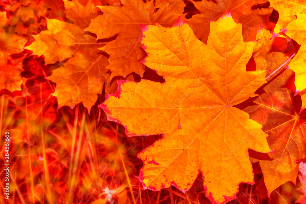autumn landscape with bright colorful foliage. Indian summer. autumn landscape with bright colorful foliage. Indian summer.