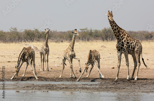Photography Africa, Namibia, Etosha National Park