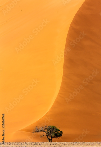 Fototapeta Naklejka Na Ścianę i Meble -  Africa, Namibia, Namib-Naukluft Park. Sand dune and tree.