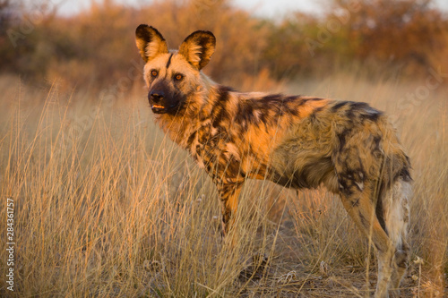 Africa, Namibia. Wild dog close-up. Credit as: Jim Zuckerman / Jaynes Gallery / DanitaDelimont.com