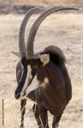 Obraz na plátně Africa, Namibia, Windhoek, Okapuka Ranch
