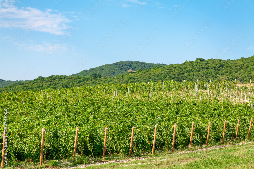 Plantation of vineyards against the blue sky and small hills.