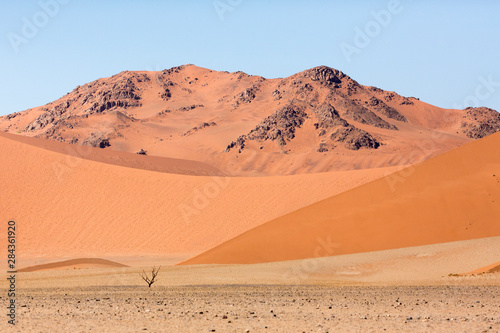 Africa, Namibia, Namib-Naukluft Park. Dead tree in desert landscape.