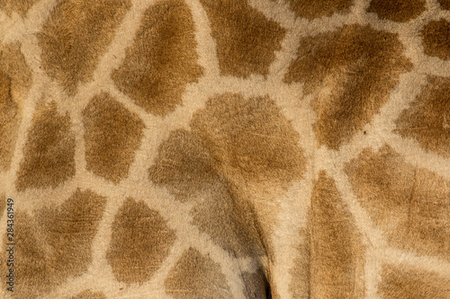 Photography Giraffe pattern close-up, Etosha National Park