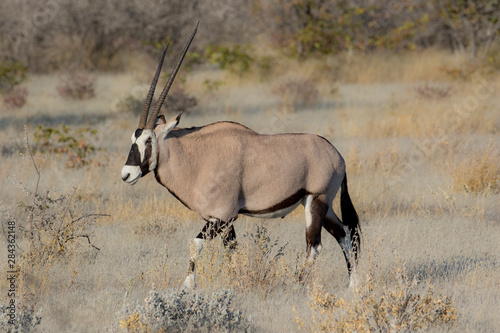 Oryx in grassy Savannah Etosha National Park, Namibia