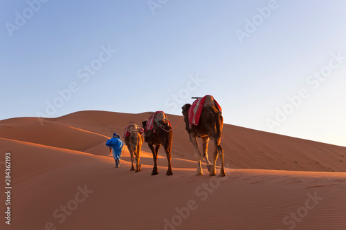 Tuareg man leading camel train, Erg Chebbi, Sahara Desert, Morocco © Peter Adams/Danita Delimont