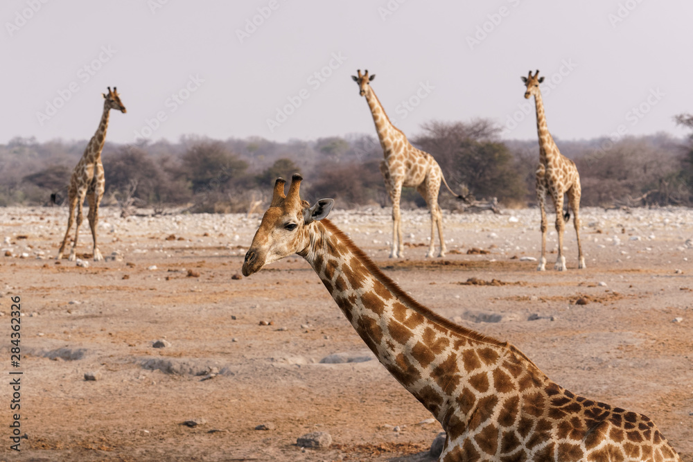 Obraz premium A group of giraffes (Giraffa camelopardalis angiogenesis) come to the Chudob waterhole in Etosha National Park, Namibia, Africa.