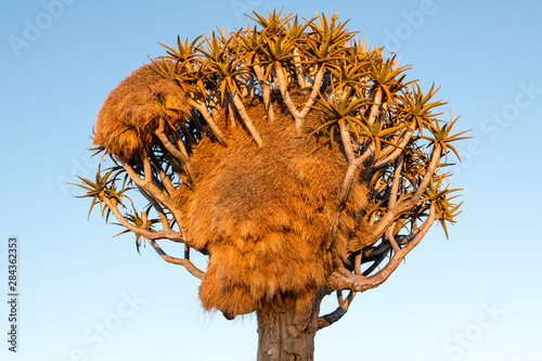 Εκτύπωση καμβά Africa, Namibia, Keetmanshoop