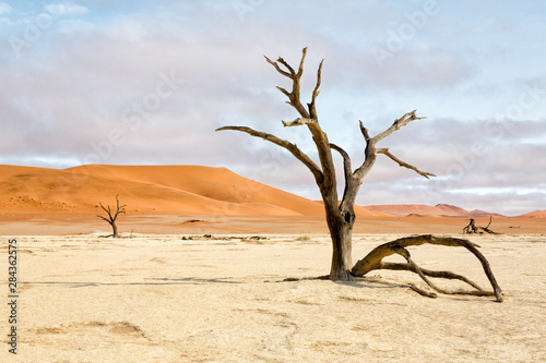 Africa, Namibia, Namib-Naukluft Park, Deadvlei. Dead tree and sand dunes.