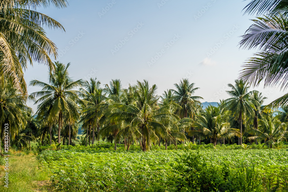 Palm grove. Summer vacation and nature travel adventure concept