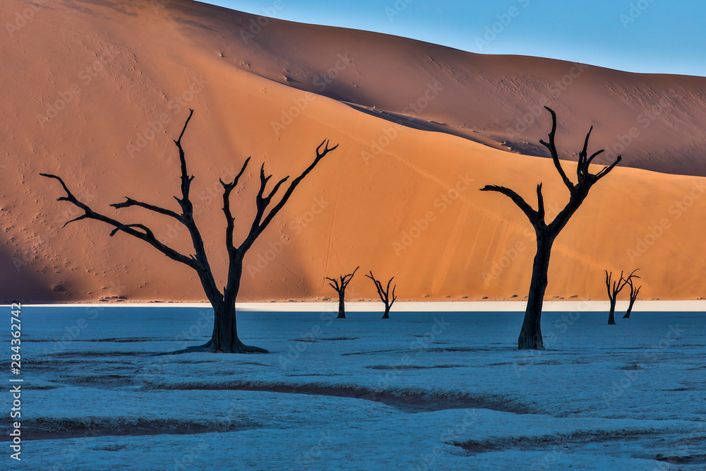 Africa, Namibia, Sossusvlei. Dead acacia trees in the white clay pan at Deadvlei in the morning Africa, Namibia, Sossusvlei. Dead acacia trees in the white clay pan at Deadvlei in the morning