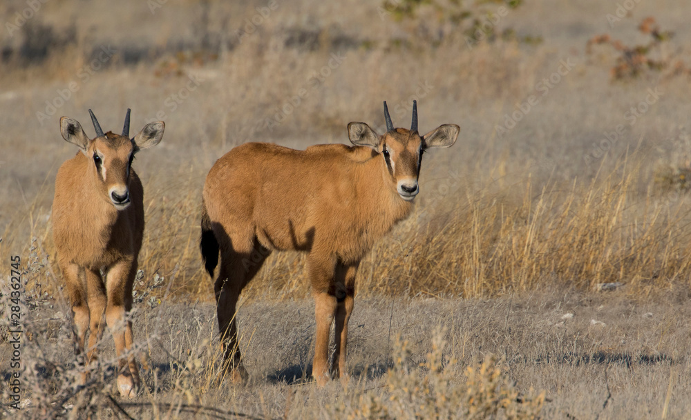 Fototapeta premium Oryx and young Etosha National Park, Namibia