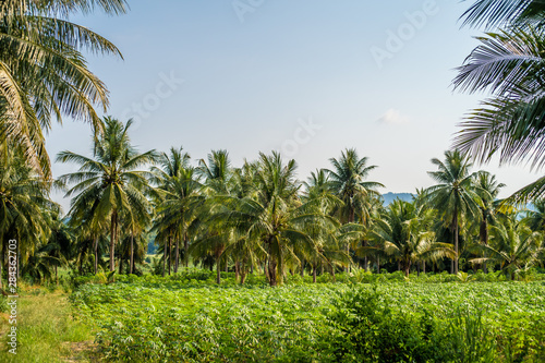Palm grove. Summer vacation and nature travel adventure concept © Евгения Медведева