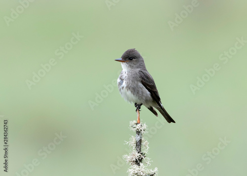 Olive-sided Flycatcher