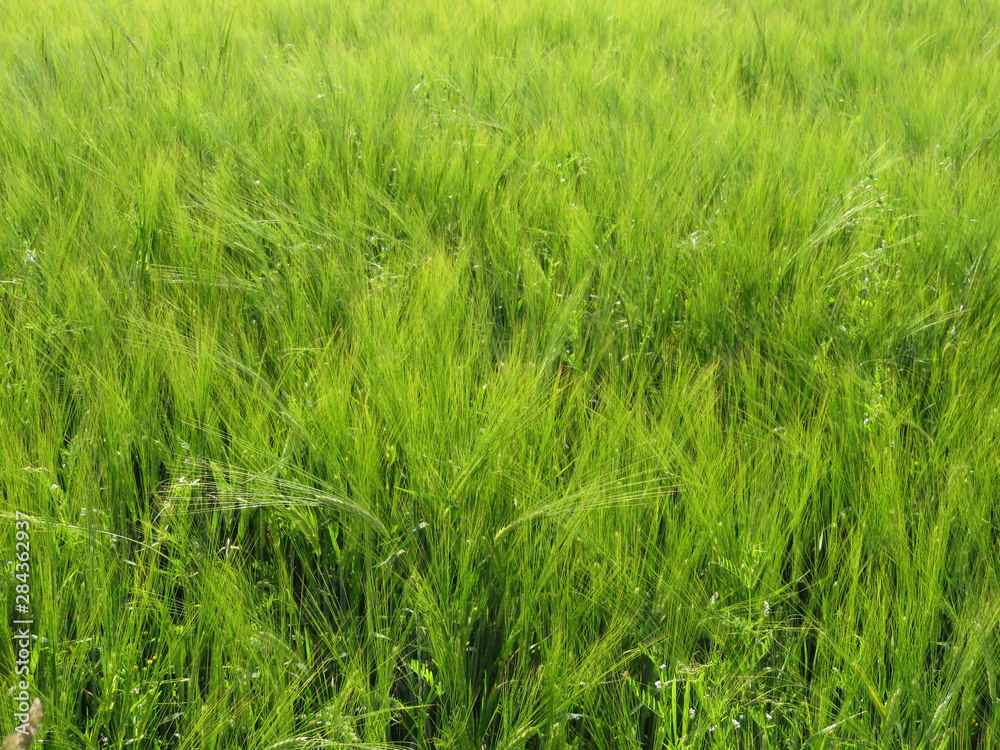 Obraz premium green barley field