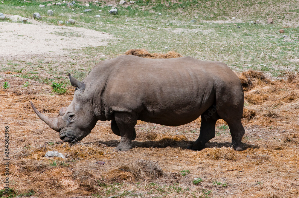 White rhinoceros (rhino), Ceratotherium simum, Namibia. White rhinoceros (rhino), Ceratotherium simum, Namibia.