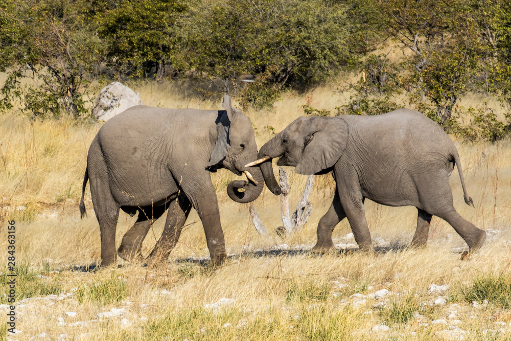 Africa, Namibia, Etosha National Park. Young elephants playing